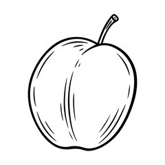 Hand drawn plum, monochrome engraving, line art style vector illustration isolated on white background
