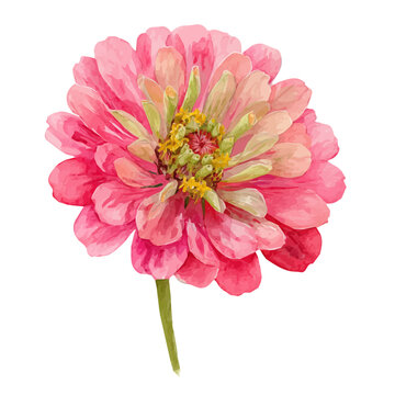 A beautiful watercolor zinnia in top-down perspective isolated on a white background, Hand-painted watercolor design, vectorized, painting style, vector set available in EPS format