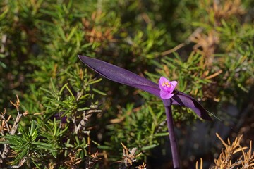 Purple heart, or spiderwort, or Tradescantia pallida pink flower