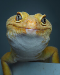 ​A close-up of a smiling, leopard gecko (Eublepharis macularius) with striking silver eyes and textured skin, looking directly at the camera, 15 November 2025 Indonesia