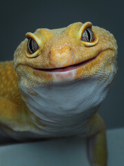 ​A close-up of a smiling, leopard gecko (Eublepharis macularius) with striking silver eyes and textured skin, looking directly at the camera, 15 November 2025 Indonesia