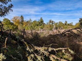 Scenic view of a tranquil forest with fallen branches and lush vegetation under a clear blue sky