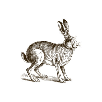 Vintage engraving woodcut hare vector illustration art design