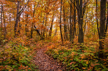 Oak Grove in October. Nature Reserve, Kyiv, Ukraine