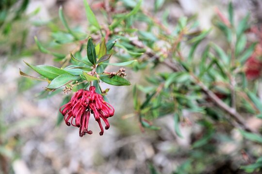 Grevillea Poorinda Splendour in flower, South Australia