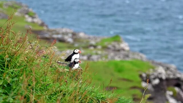 Atlantic Puffin on Faroe Islands Coastline