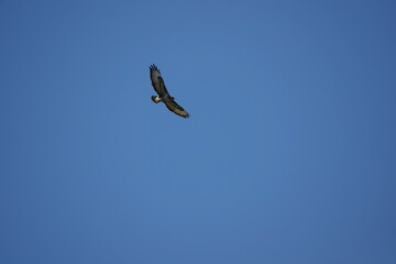 buzzard in flight