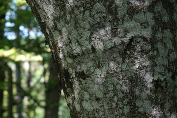 tree bark texture