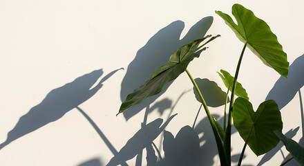 Lush green plant leaves creating dynamic artistic shadows on a pristine white wall, highlighting the beauty of natural light and botanical forms