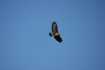 buzzard in flight