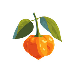My A Simple flat 2D illustration icon orange habanero isolated on a transparent background, vector, animation design, simple flat 2D clipart, design by me. My vector design
