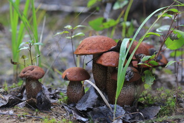 a colony of aspen mushrooms grows in the forest