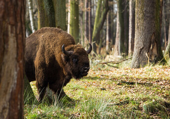 Stado żubrów w starych jesiennych lasach Pszczyny Jankowice Polska © kubikactive
