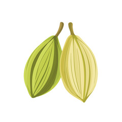 A clean, minimal flat vector of cardamom, designed in a modern 2D style on a white background. Minimalistic 2D flat icon, EPS format