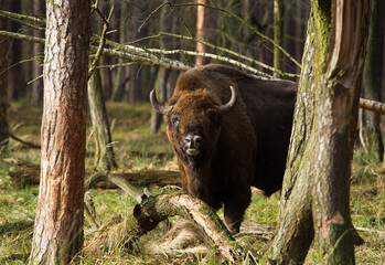  Stado żubrów w starych jesiennych lasach Pszczyny Jankowice Polska © kubikactive
