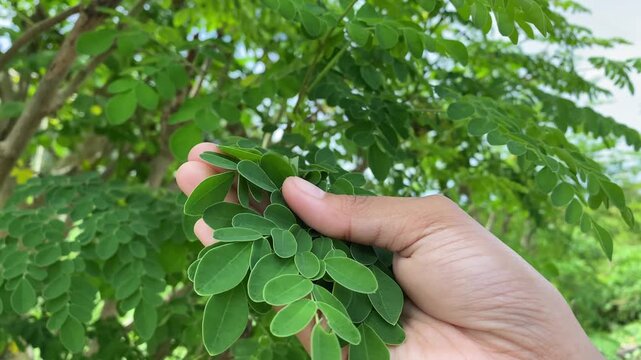 Natural moringa leaves in hand.
