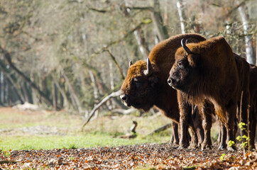  Stado żubr&oacute;w w starych jesiennych lasach Pszczyny Jankowice Polska
