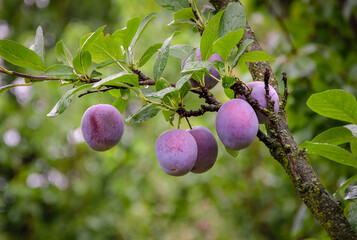 Plums on a branch after rain in the garden. Plum variety "President."