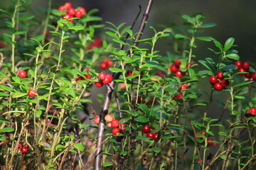 Obraz premium Red ripe lingonberries hang on a branch in the forest at the end of summer