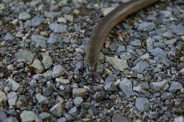 detailed slow worm on sand