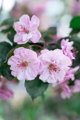 Fototapeta premium Vertical image of Delicate pink blossoms on a branch of apple tree surrounded by lush green leaves in a serene environment