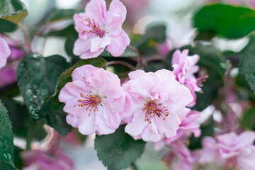 Delicate pink blossoms with lush green leaves of apple tree creating a serene floral atmosphere in nature