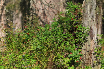 Lingonberry bushes with berries in the forest on a sunny day