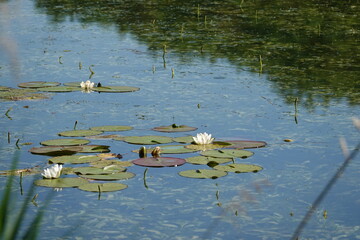 water lily in the pond