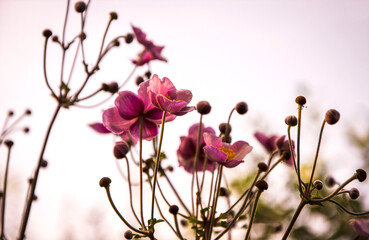 Japanese anemones against the sky in the garden.