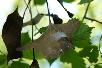spider web on leaf