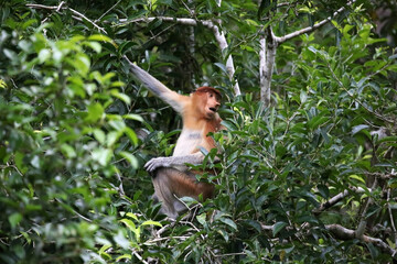 Bekantan or proboscis monkey is a type of long-nosed monkey with reddish-black fur. This animal is endemic to the island of Borneo.	