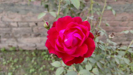 A vibrant red rose in full bloom with a bud nearby