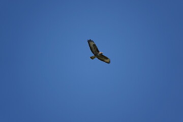 buzzard in flight
