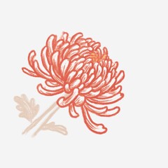 Fototapeta premium A vibrant coral chrysanthemum is depicted in a loose, stylized illustration with a soft shadow on a white background.