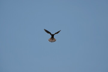 kestrel in flight