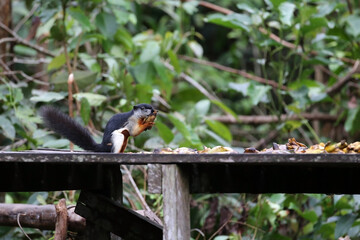 Squirrel walking on a wooden plank with a forest background
