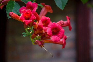 A branch of blooming Trumpet trumpet in the garden.