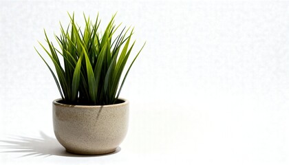 A small green potted plant with grass-like leaves sits on a white background, casting a subtle shadow.
