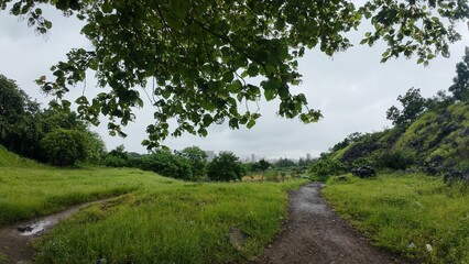 Wet and Muddy Trail Leading Through Lush Green Grassy Fields and Hilly Terrain on an Overcast Day, Framed by the Dark Foliage of Overhead Tree Branches in the Wilderness