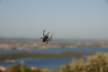 spider on the web with background
