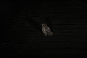 A short-eared owl sits on the road at night