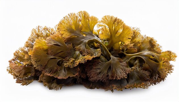 Isolated Clump Of Bladderwrack Seaweed A Type Of Brown Algae With Air Bladders For Buoyancy