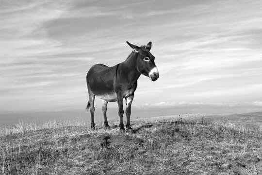 A Bourbonnais donkey enjoys the mildness of a July evening just a stone's throw away from the lake of Ste Alyre (C&eacute;zalier, Puy-de-D&ocirc;me, Auvergne-Rh&ocirc;ne-Alpes, Massif central, France)