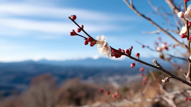 Blossoming plum flower branch against mountain landscape