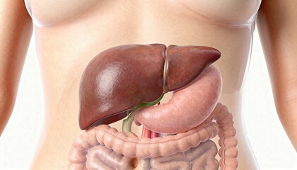 3D rendering of human internal organs showing liver, stomach, and intestines in the upper abdomen.