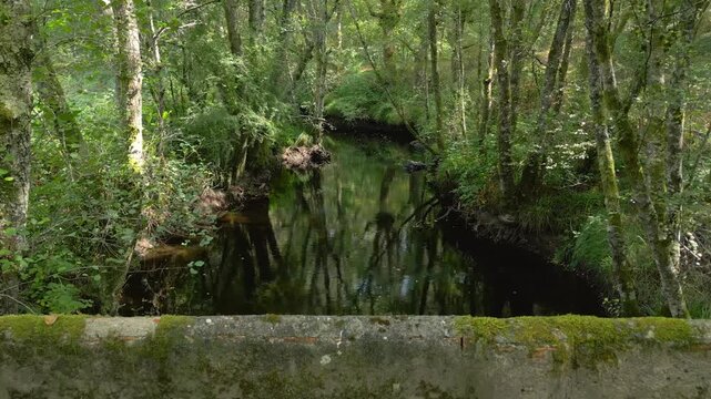 Small River In The Protected Nature Of Casta&ntilde;os de Francos In Maceda, Province of Ourense, Spain. Pullback Shot