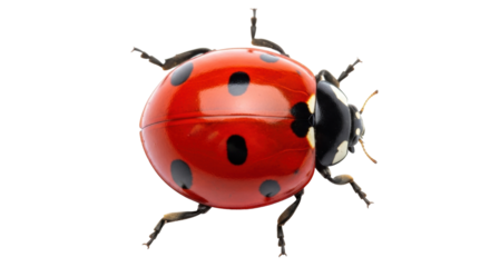 Isolated ladybug close up with vibrant red and black pattern in beautiful macro detail