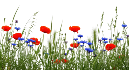 Isolated meadow with blooming red poppies and blue cornflowers in summer wildflowers