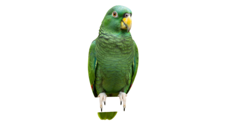 Isolated green Amazon parrot perched upright facing forward looking alert in studio lighting