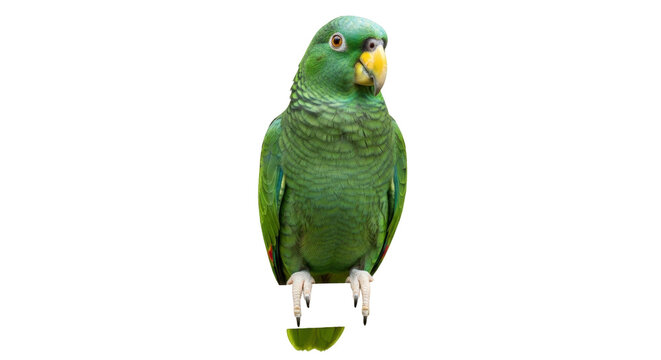 Isolated green Amazon parrot perched upright facing forward looking alert in studio lighting